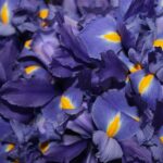 Jamaica Journey: Your Comprehensive Travel Guide to Island Escapes, Culture, and Natural Beauty