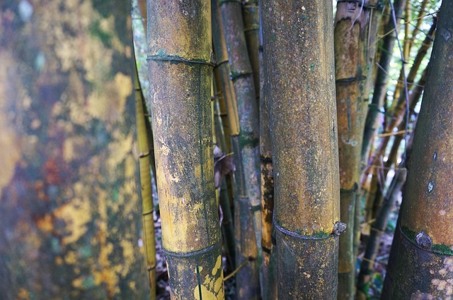 Sandy Paradises: A Guide to Hawaii's Most Beautiful Beaches for Your Tropical Adventure