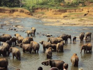 Tropical Escapes: Discovering the Best Beaches in Sri Lanka for Unforgettable Adventures